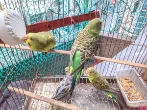 Budgerigar Birds