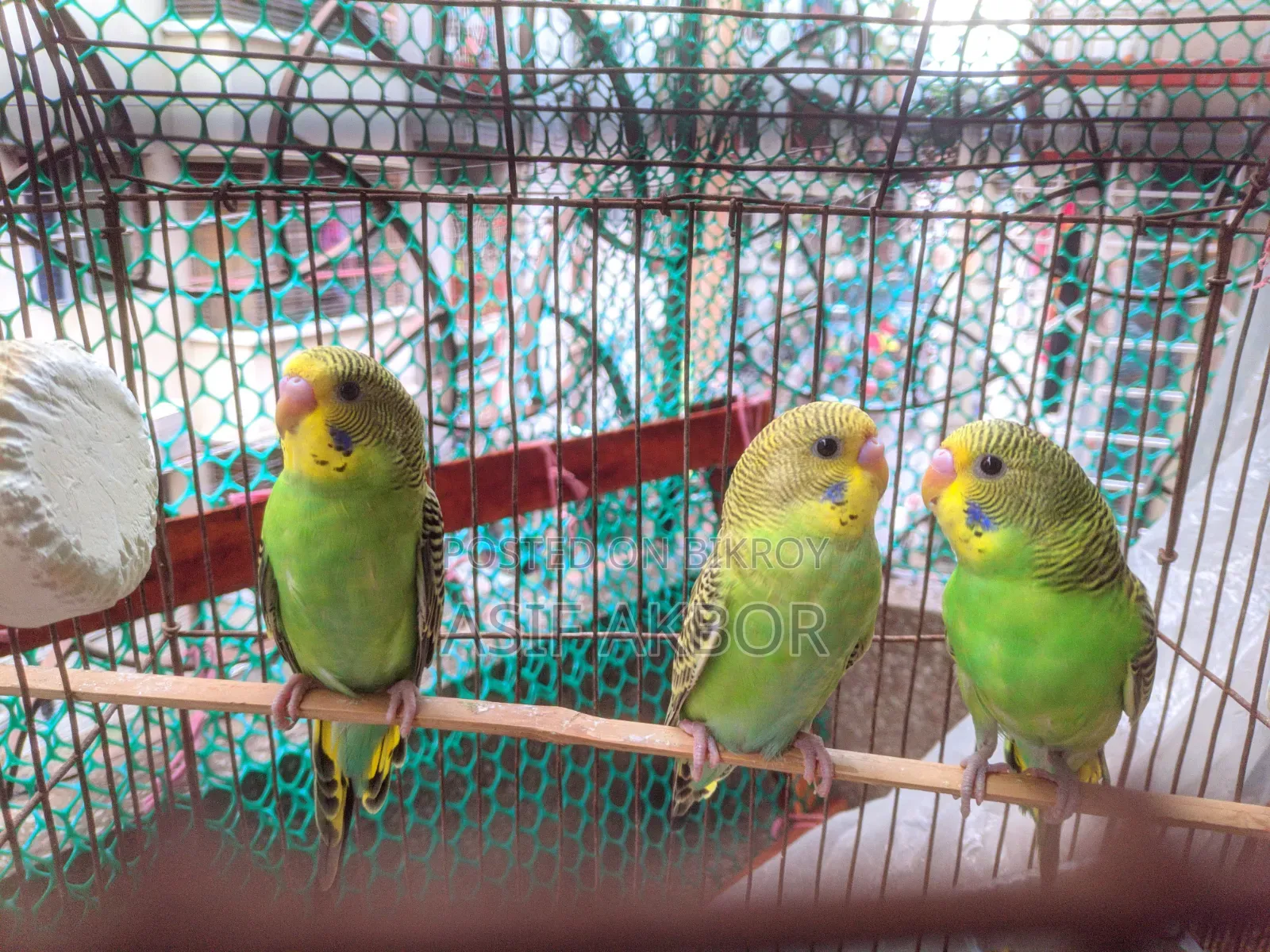 Budgerigar Birds