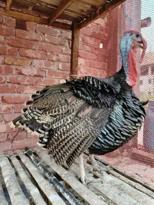 Turkey Chicken