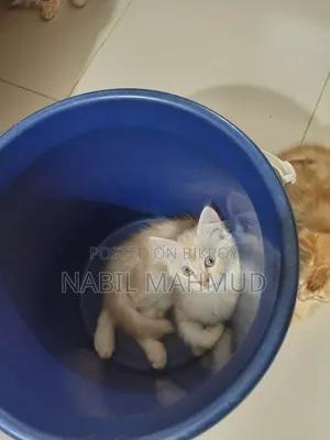 ১-৩ মাস বয়সী পুরুষ মিশ্র জাতের বিড়াল