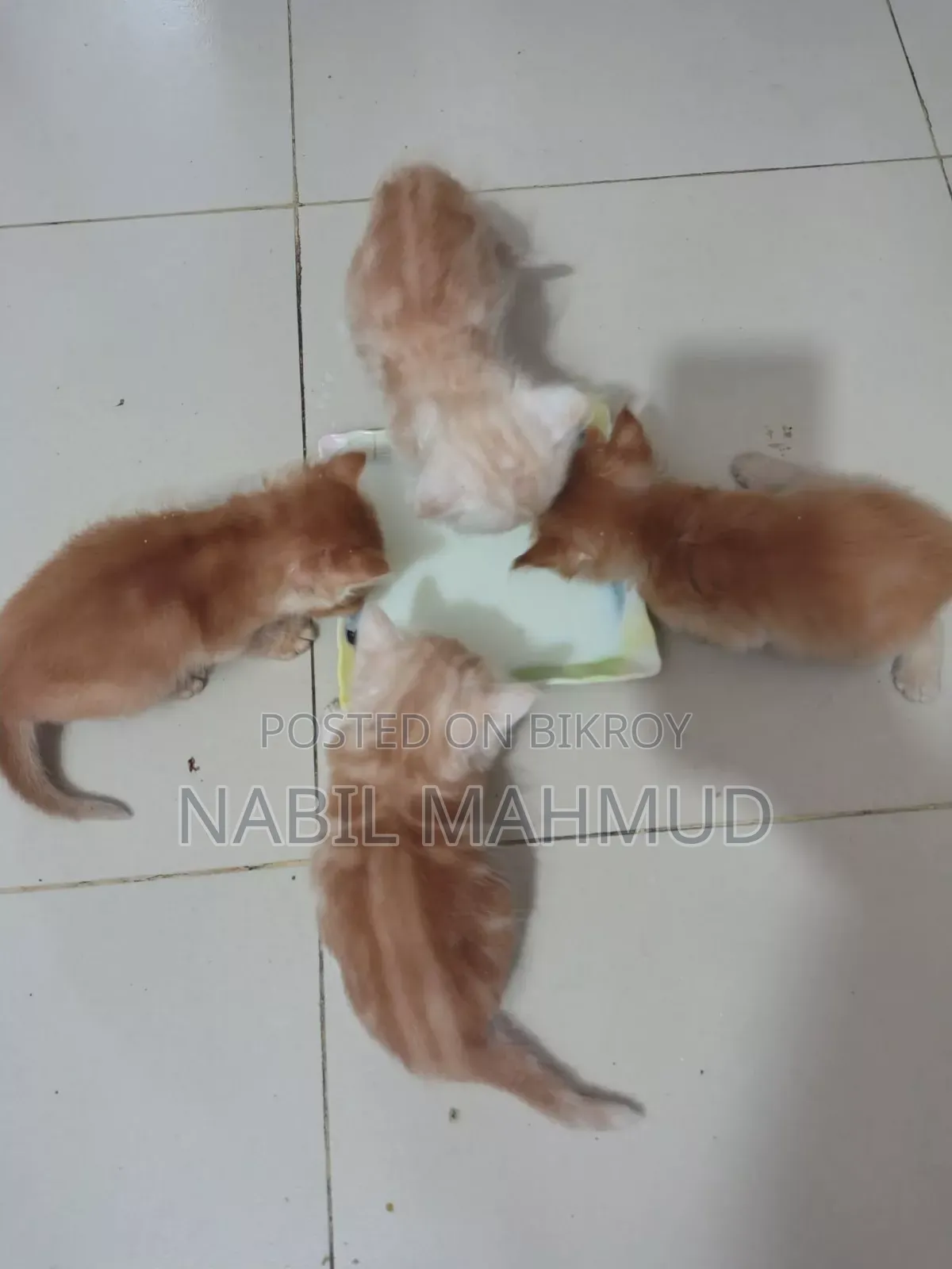 ১-৩ মাস বয়সী পুরুষ মিশ্র জাতের বিড়াল