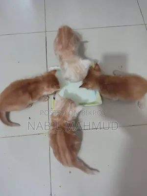 ১-৩ মাস বয়সী পুরুষ মিশ্র জাতের বিড়াল