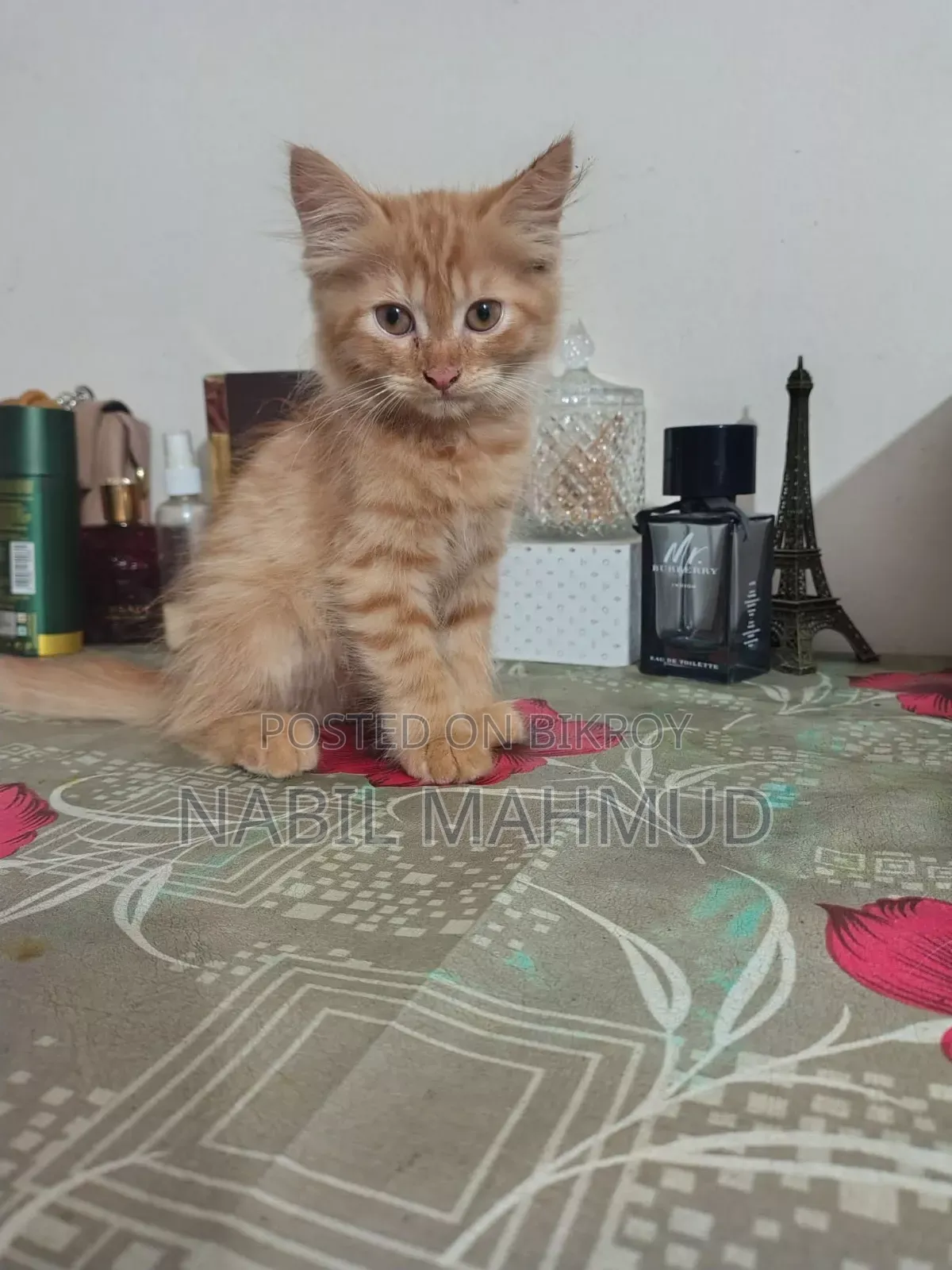 ১-৩ মাস বয়সী পুরুষ মিশ্র জাতের বিড়াল