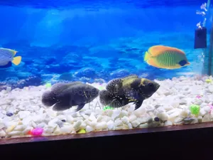 Tiger Oscar