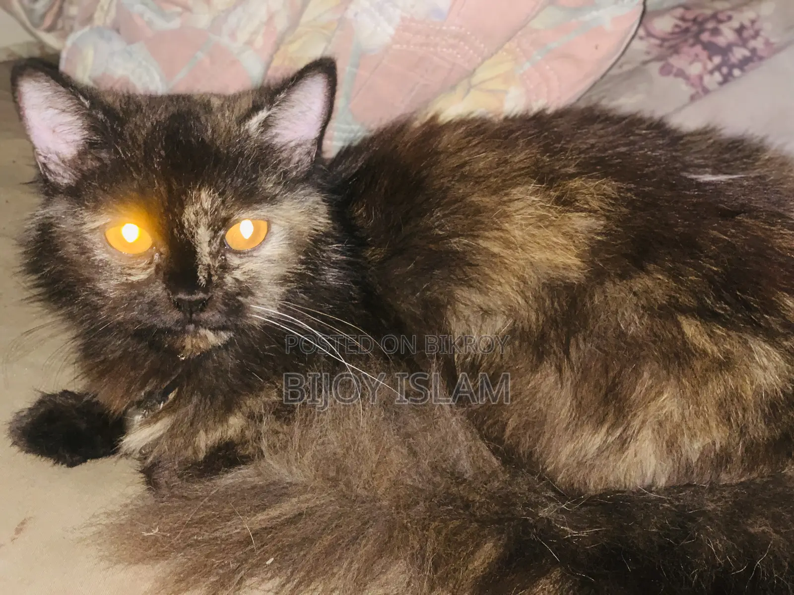 6-12 Months Female Purebred Persian