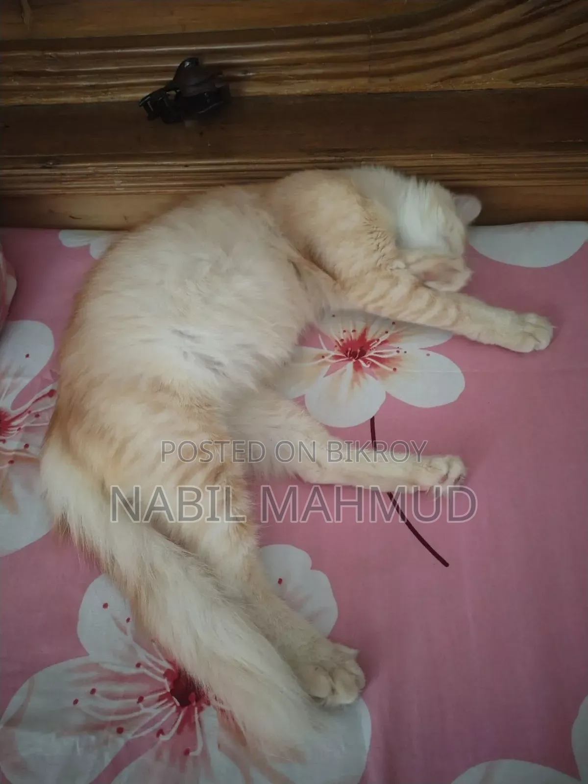 ১+ বছরের মাদি মিশ্র জাতের বিড়াল