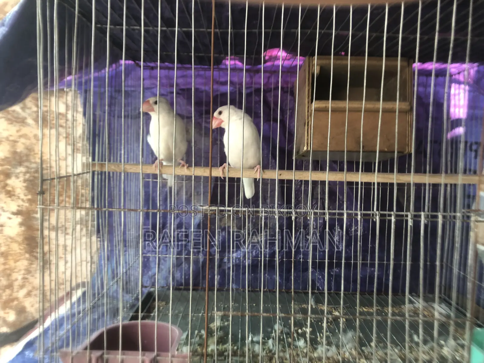 White Java Running Pair