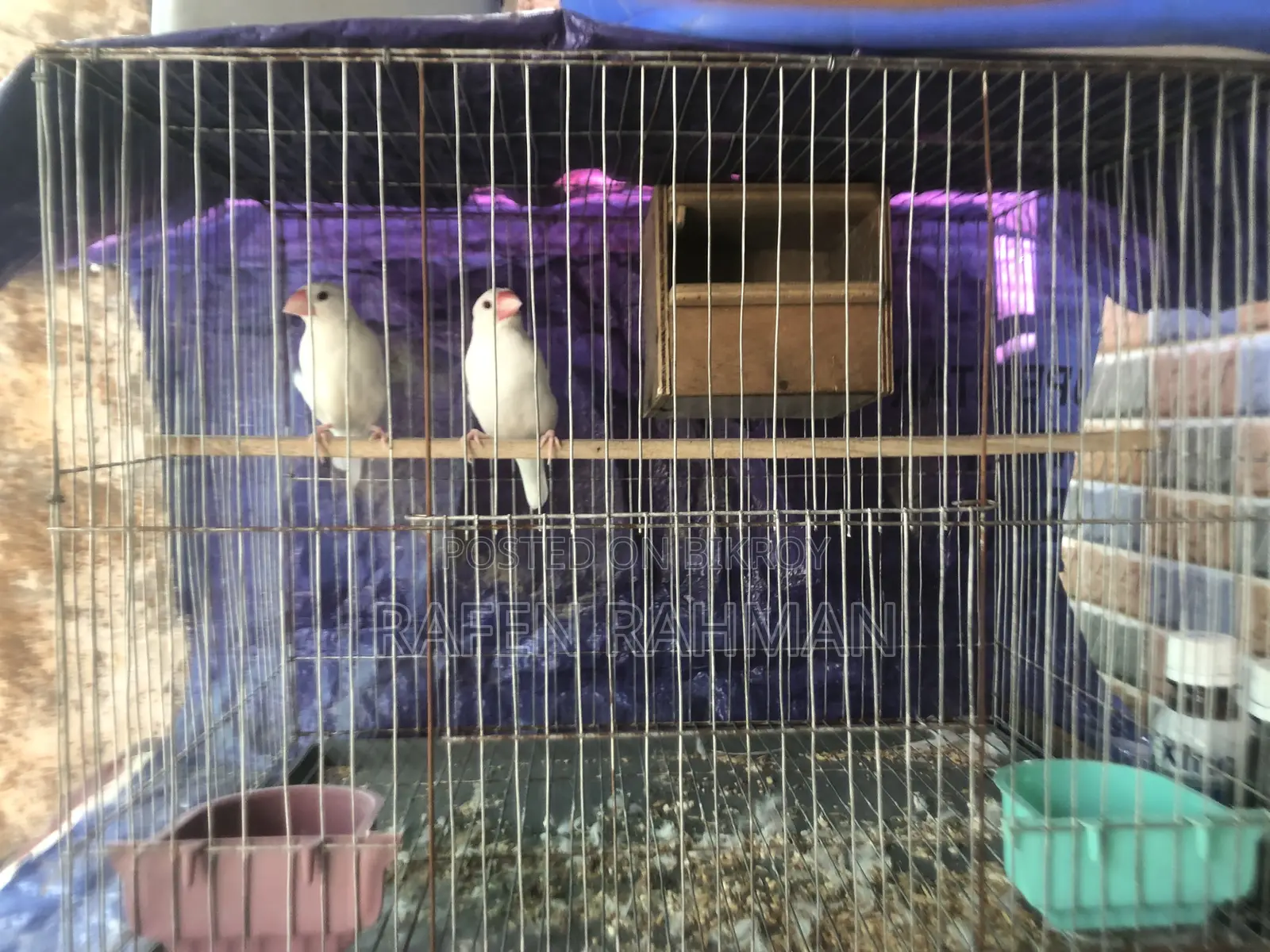 White Java Running Pair