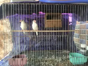 White Java Running Pair