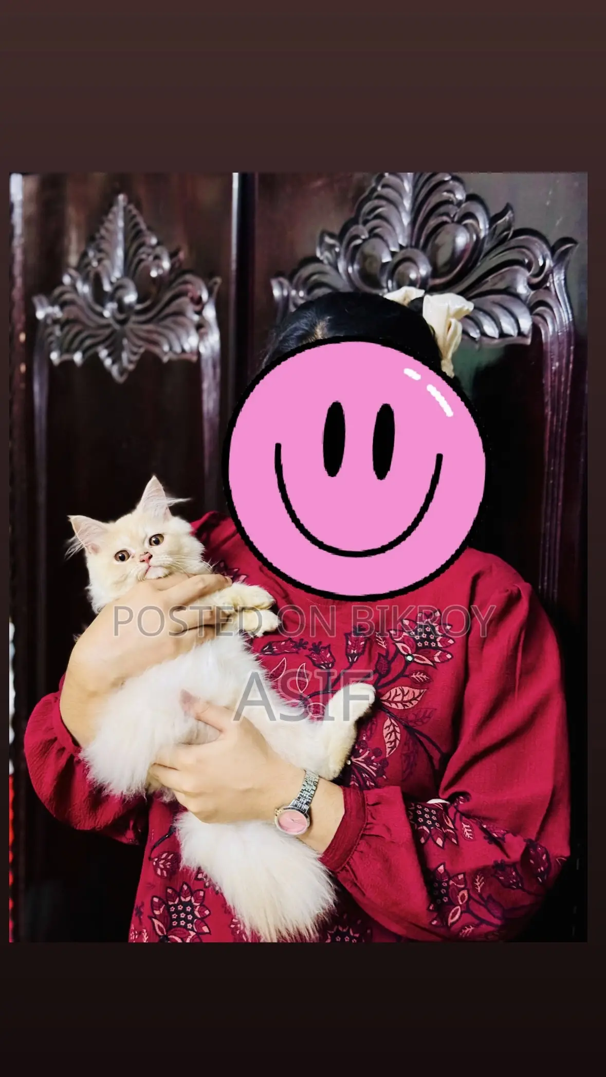 1-3 months Male Purebred Persian