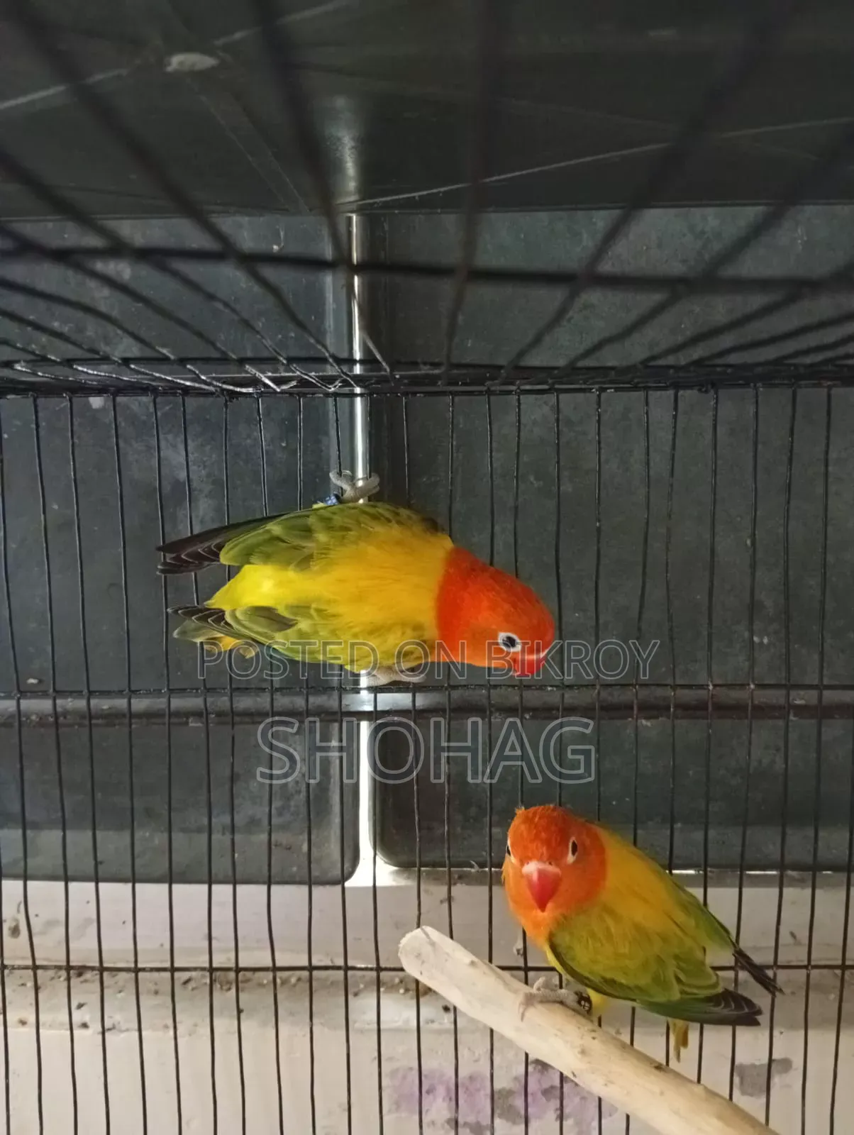 Love Bird Male