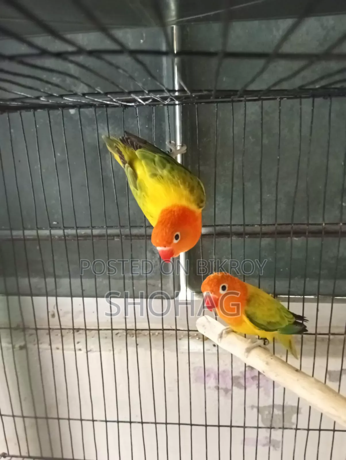 Love Bird Male