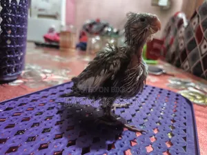 Cream Gray Cockatiel Baby