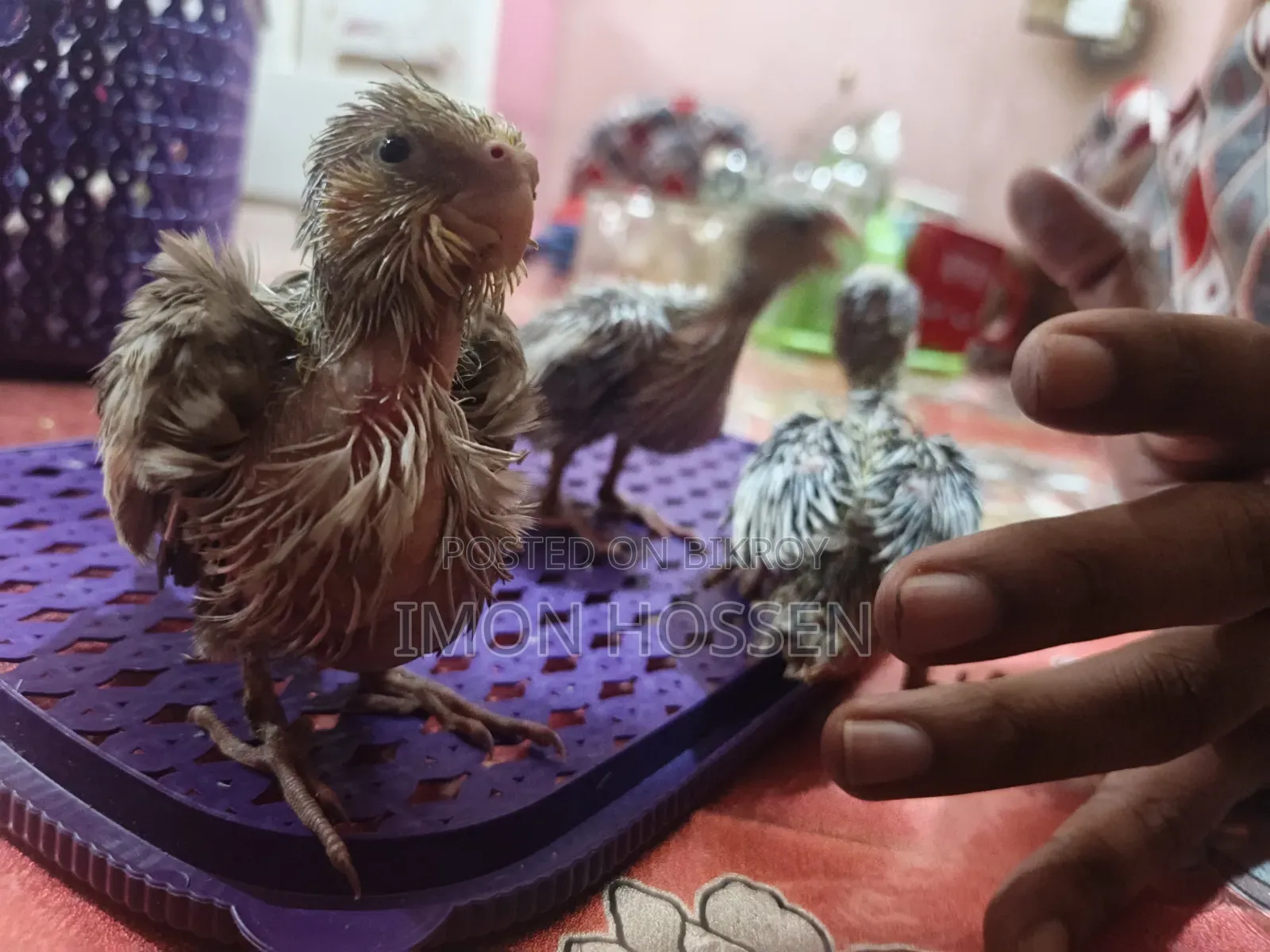 Cream Gray Cockatiel Baby
