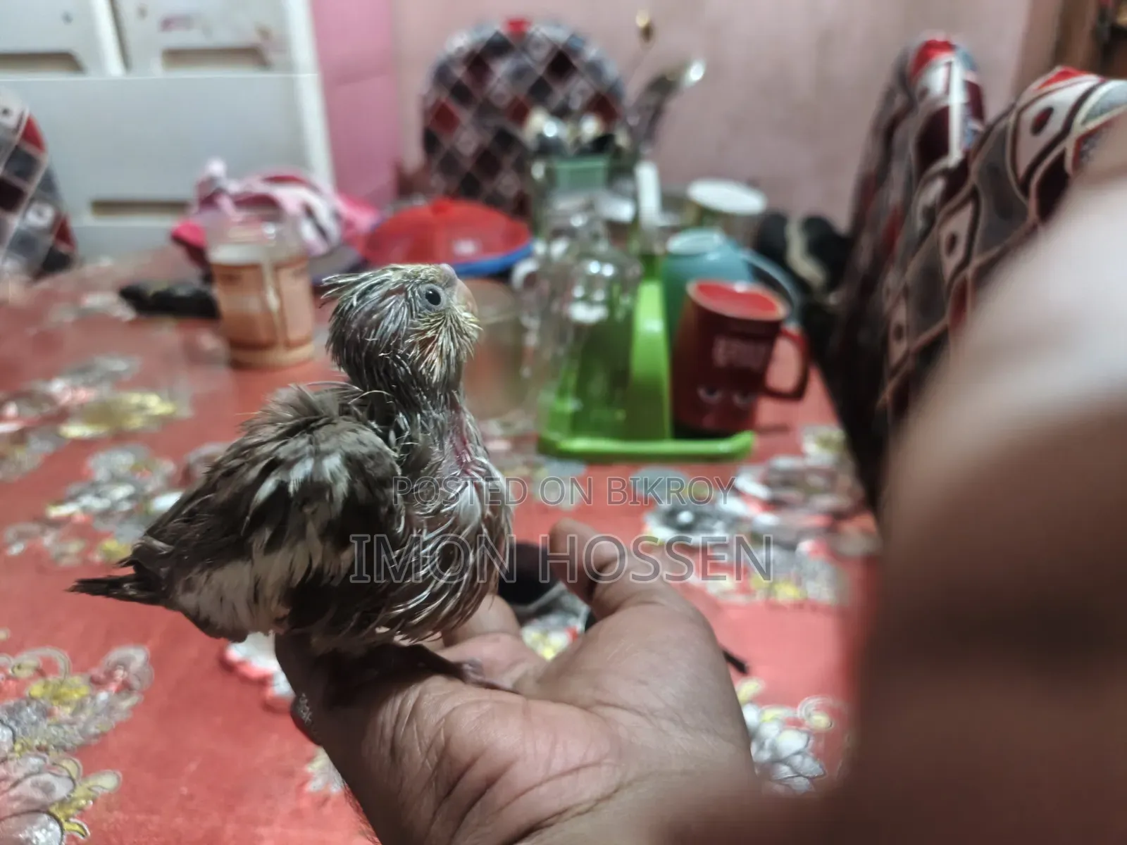 Cream Gray Cockatiel Baby