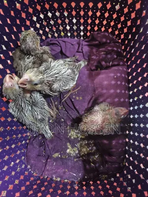 Cream Gray Cockatiel Baby