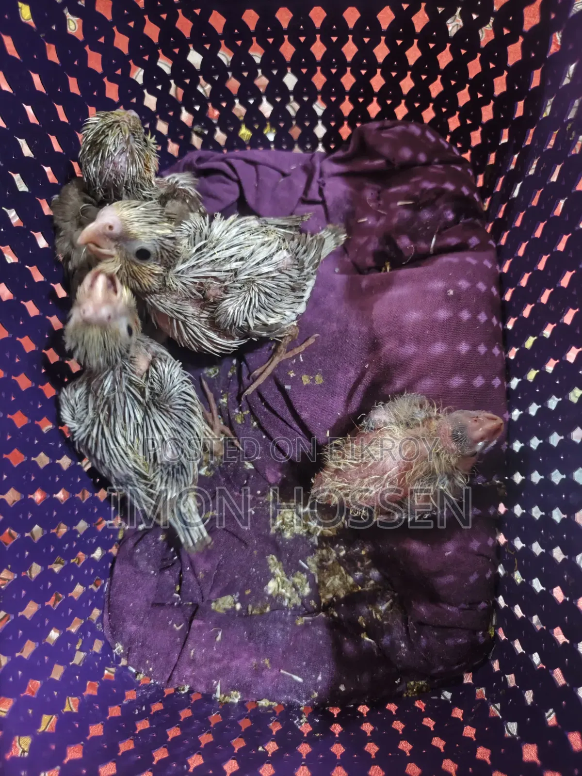 Cream Gray Cockatiel Baby