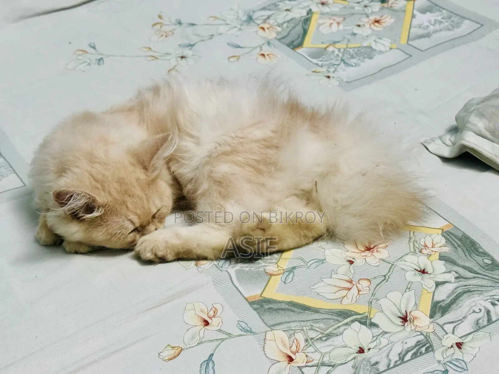 1-3 months Male Purebred Persian