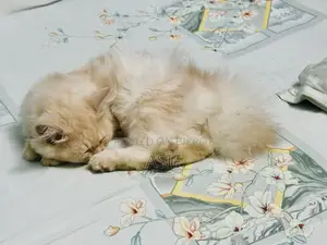 1-3 months Male Purebred Persian