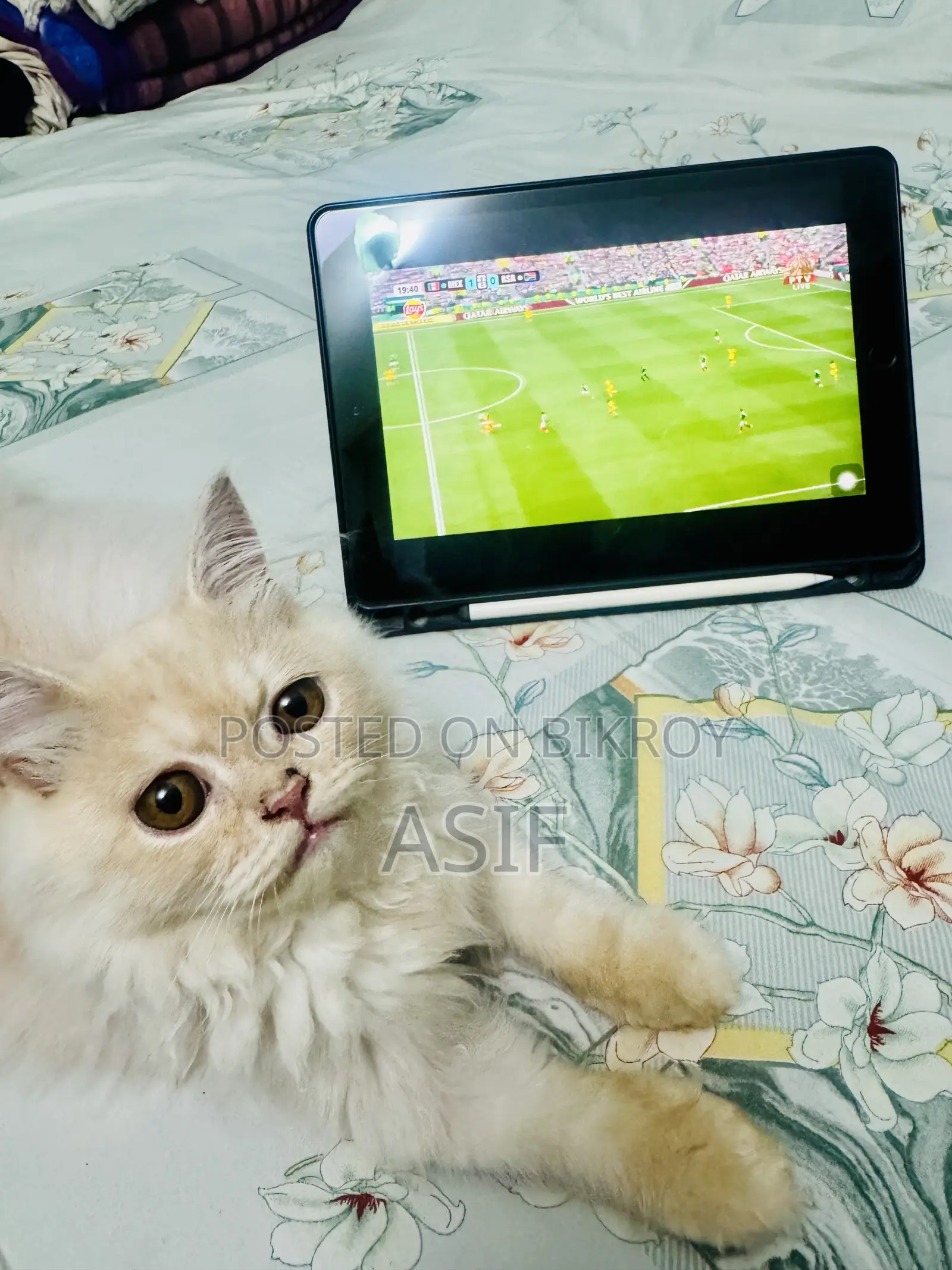 1-3 months Male Purebred Persian