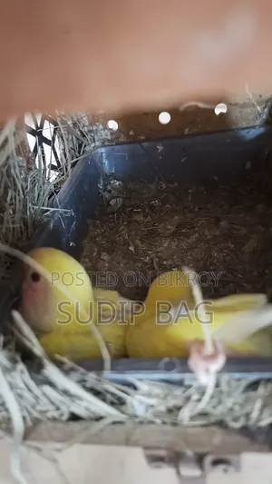 Low Price Of Taim Size Love Bird Pair