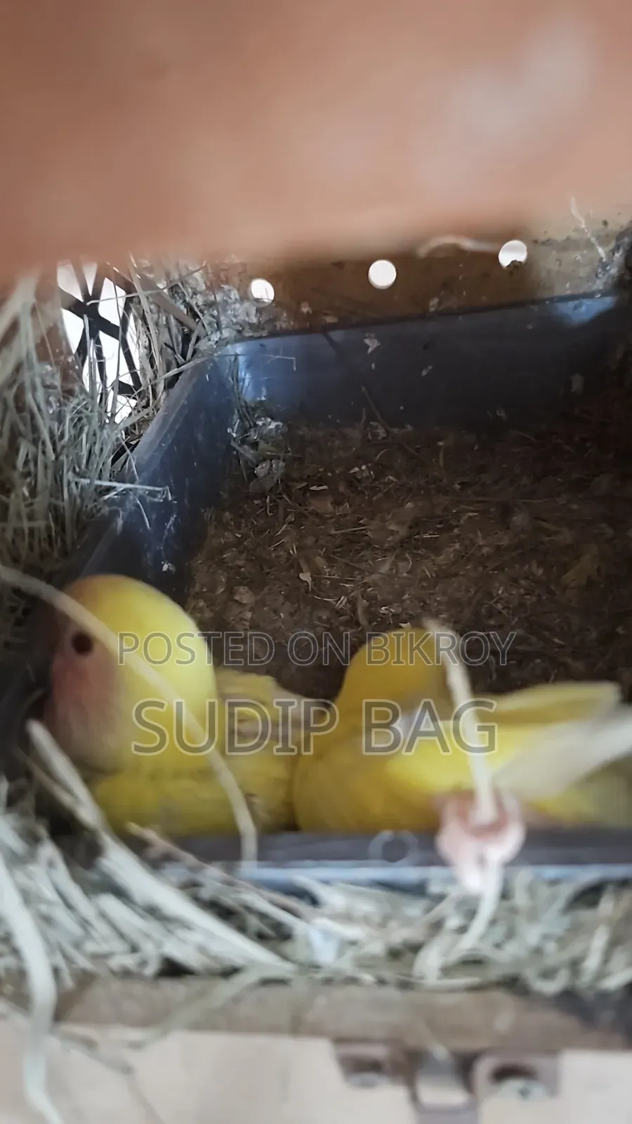 Low Price Of Taim Size Love Bird Pair