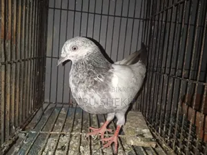 Female Pigeon