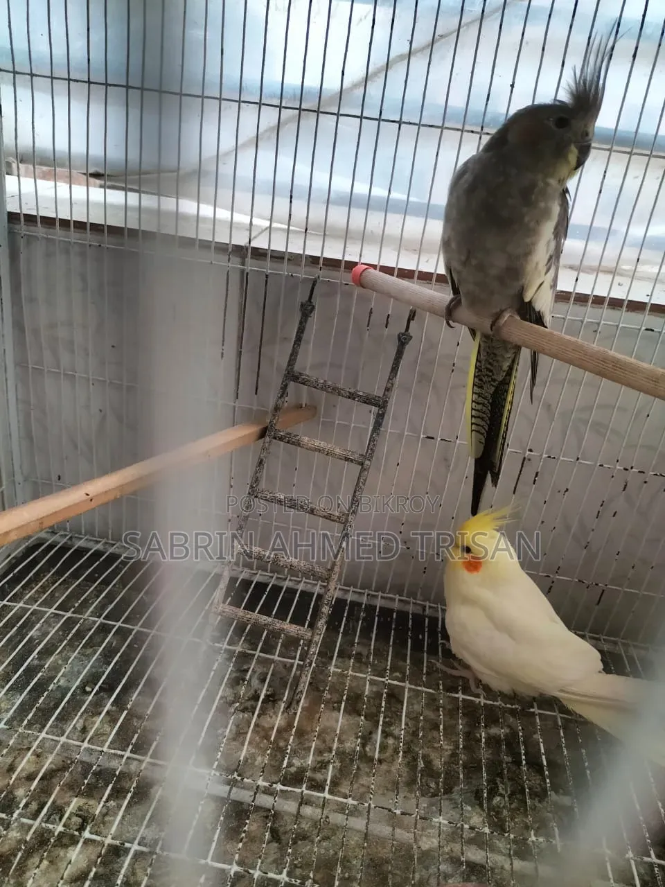 1 Pair Cockatiel