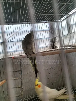 1 Pair Cockatiel