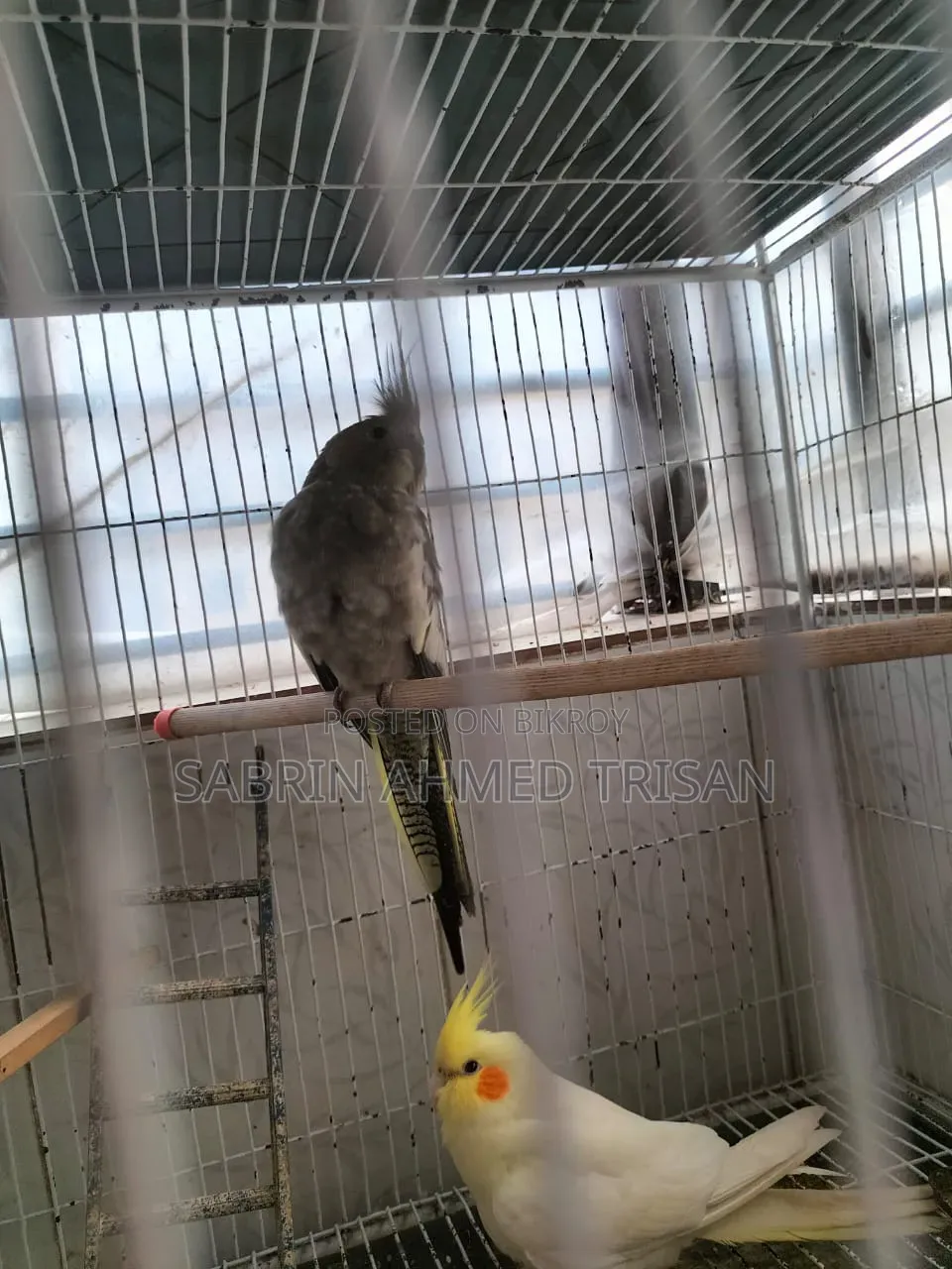 1 Pair Cockatiel