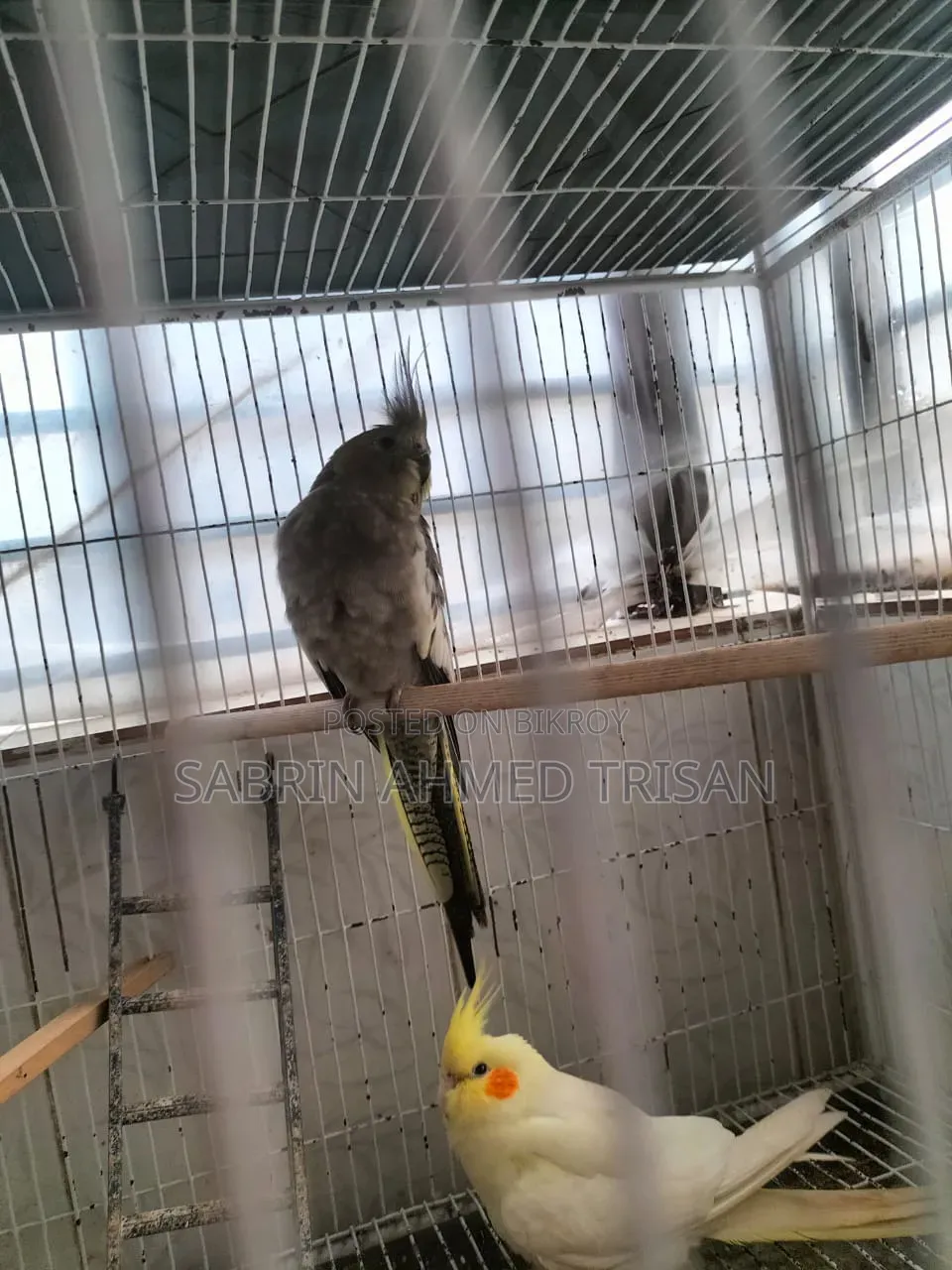 1 Pair Cockatiel
