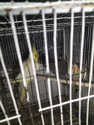 1 Pair Cockatiel