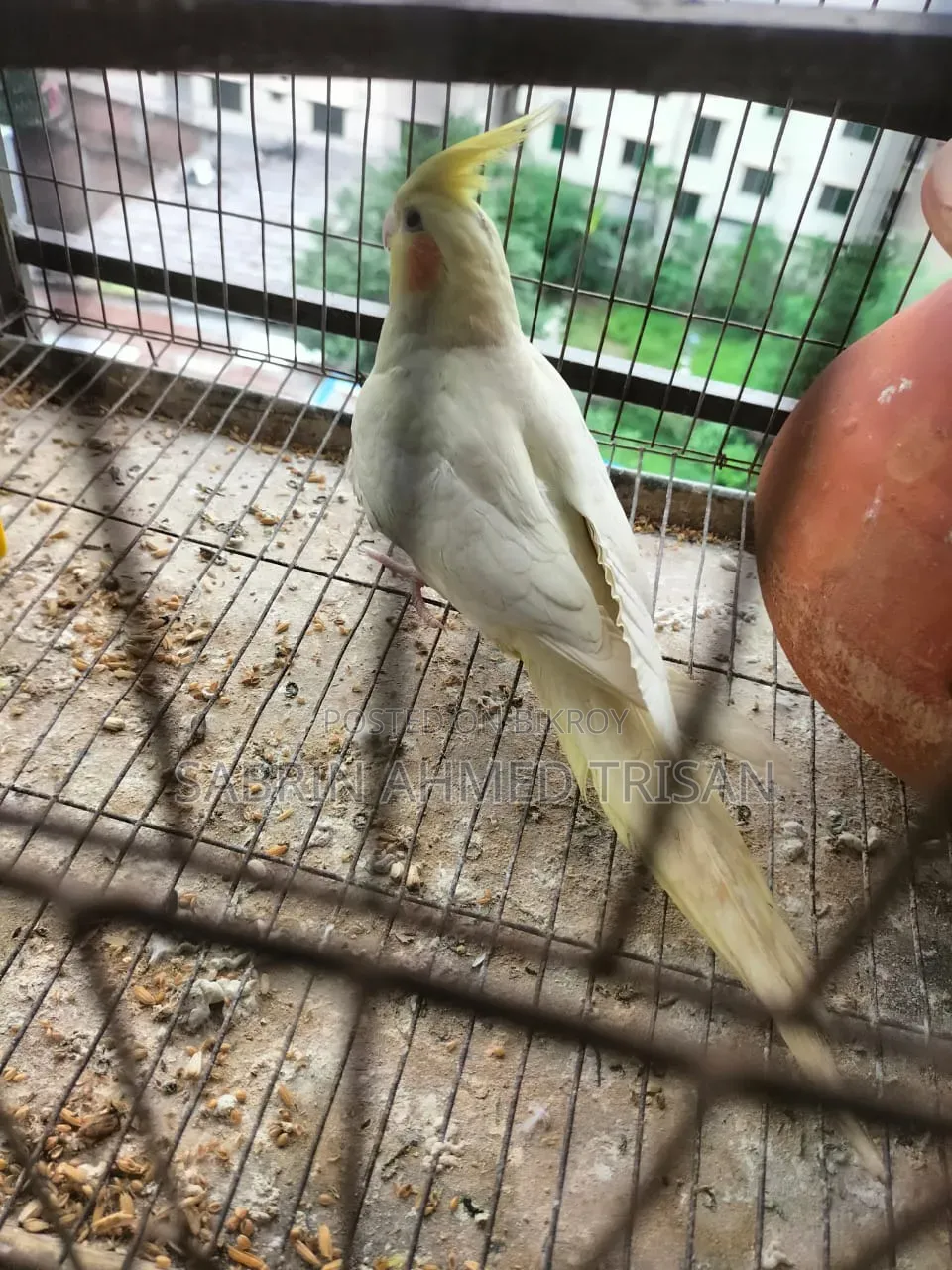 1 Pair Cockatiel