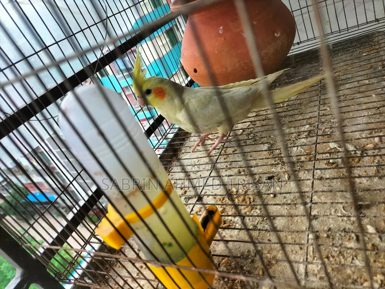 1 Pair Cockatiel