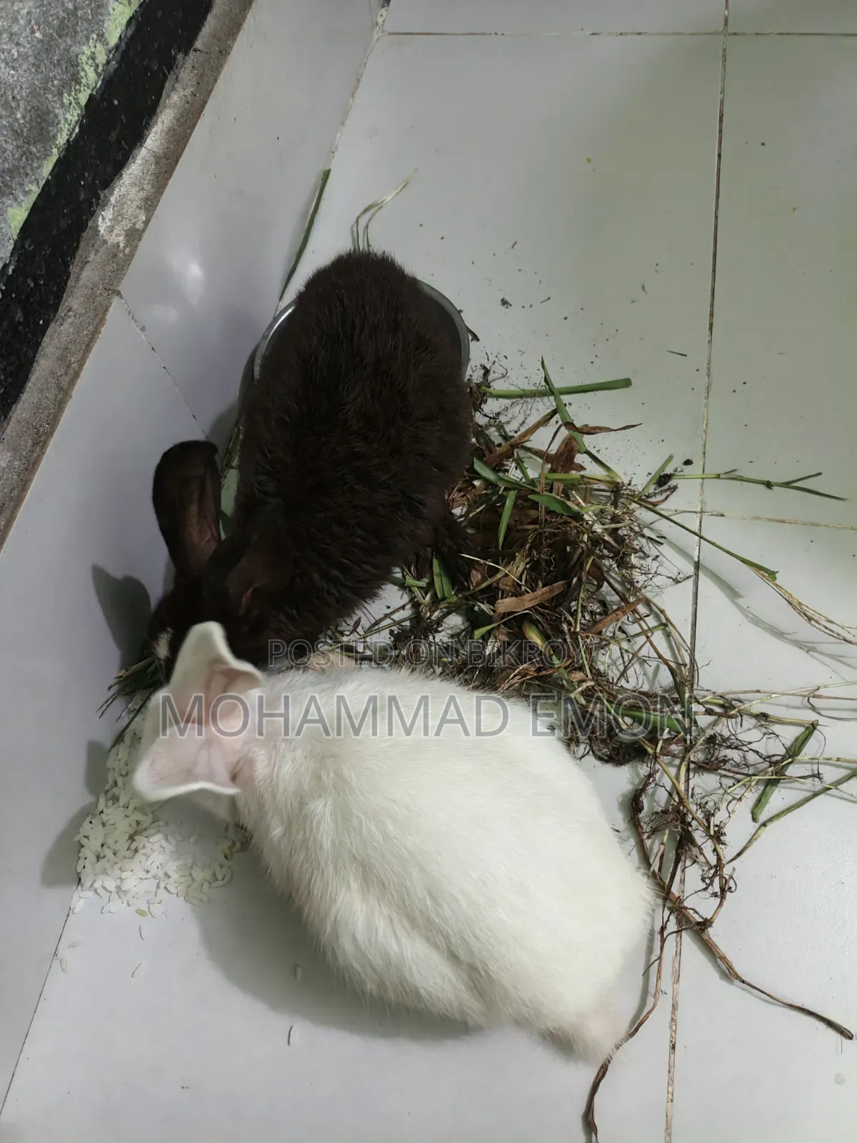 Selling my beloved rabbit