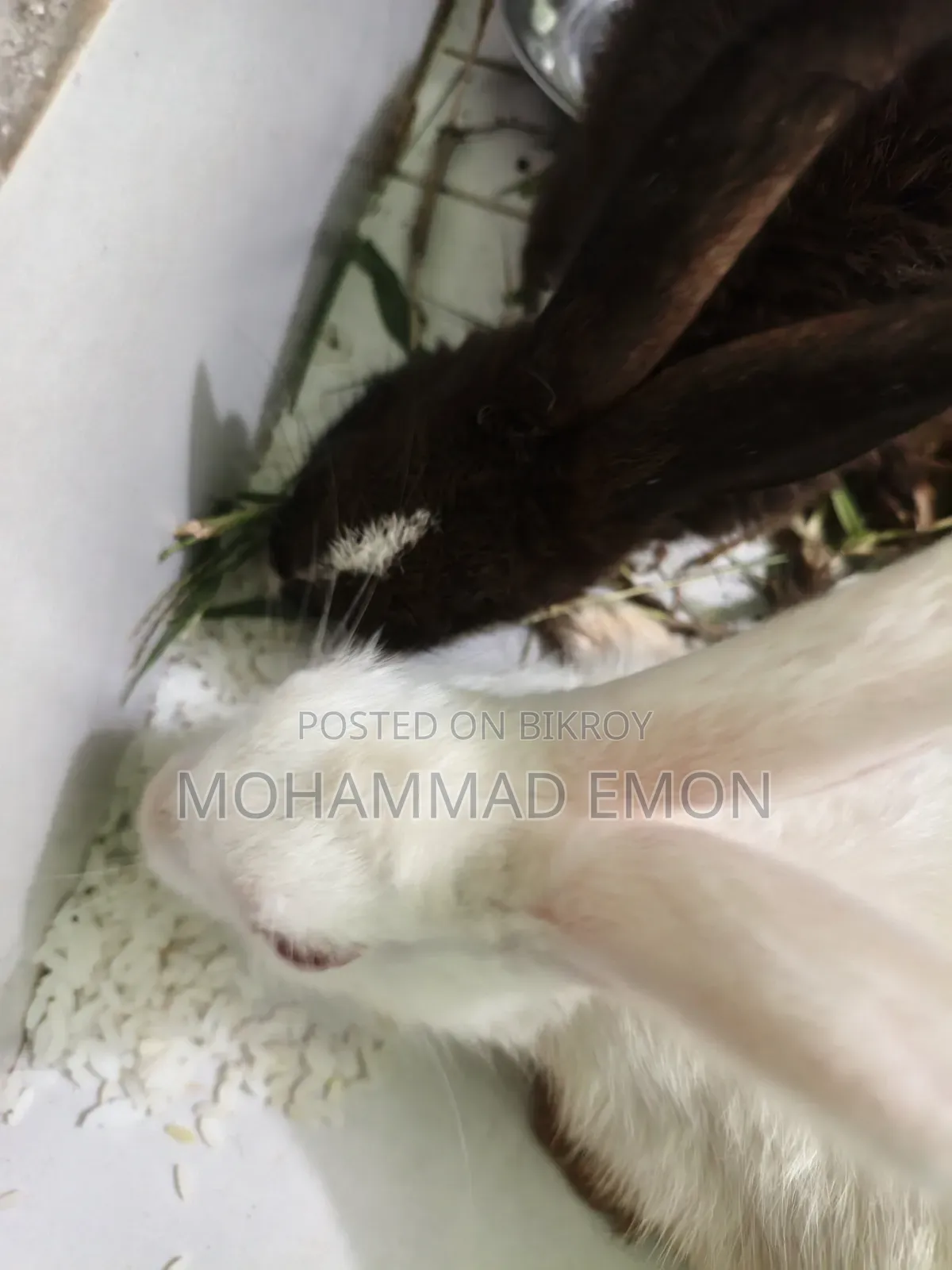 Selling my beloved rabbit