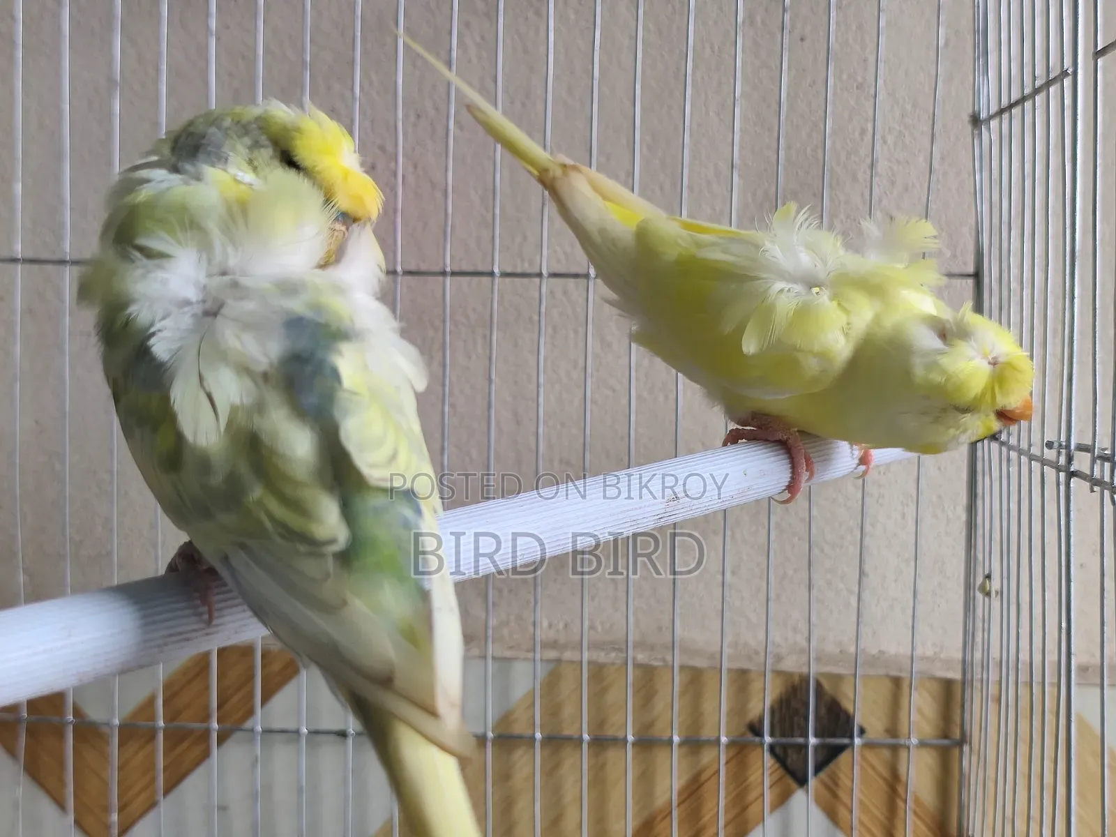 JP pair in full breeding mode