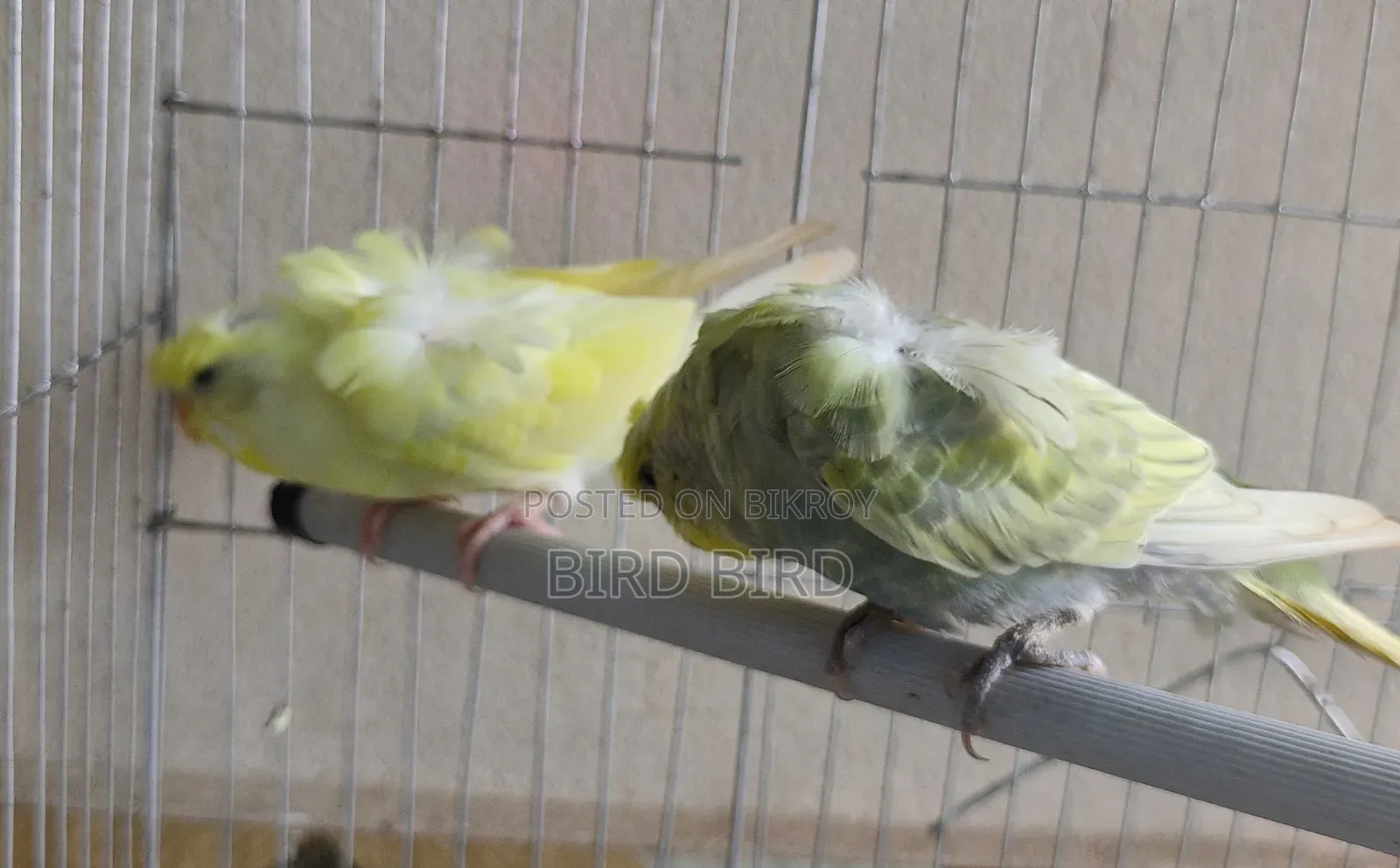 JP pair in full breeding mode