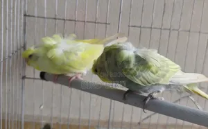 JP pair in full breeding mode