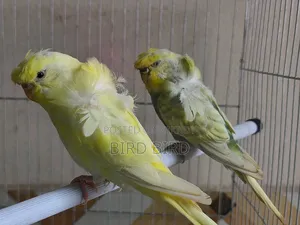 JP pair in full breeding mode