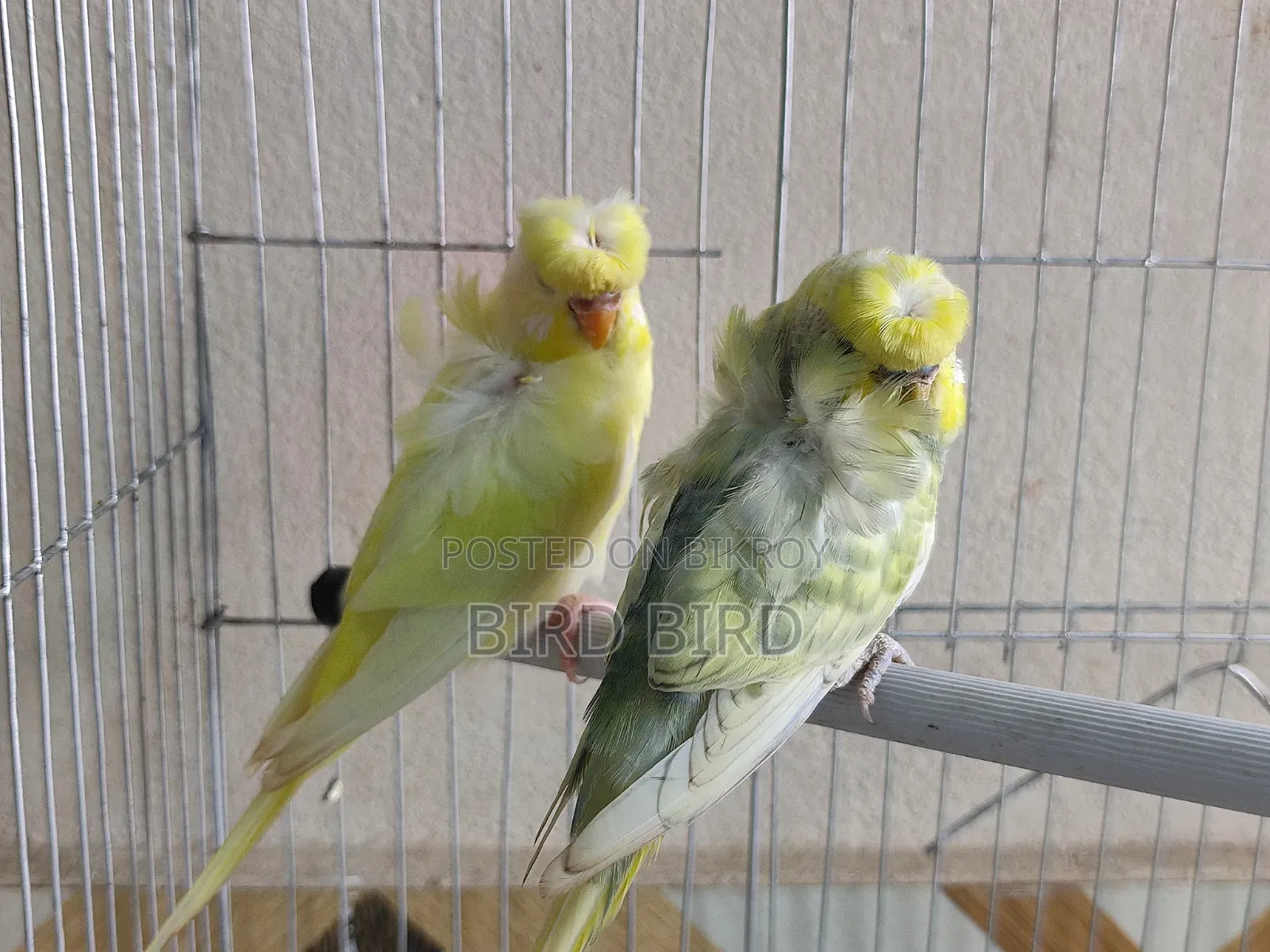 JP pair in full breeding mode