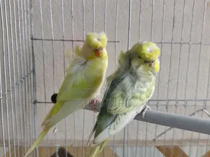 JP pair in full breeding mode