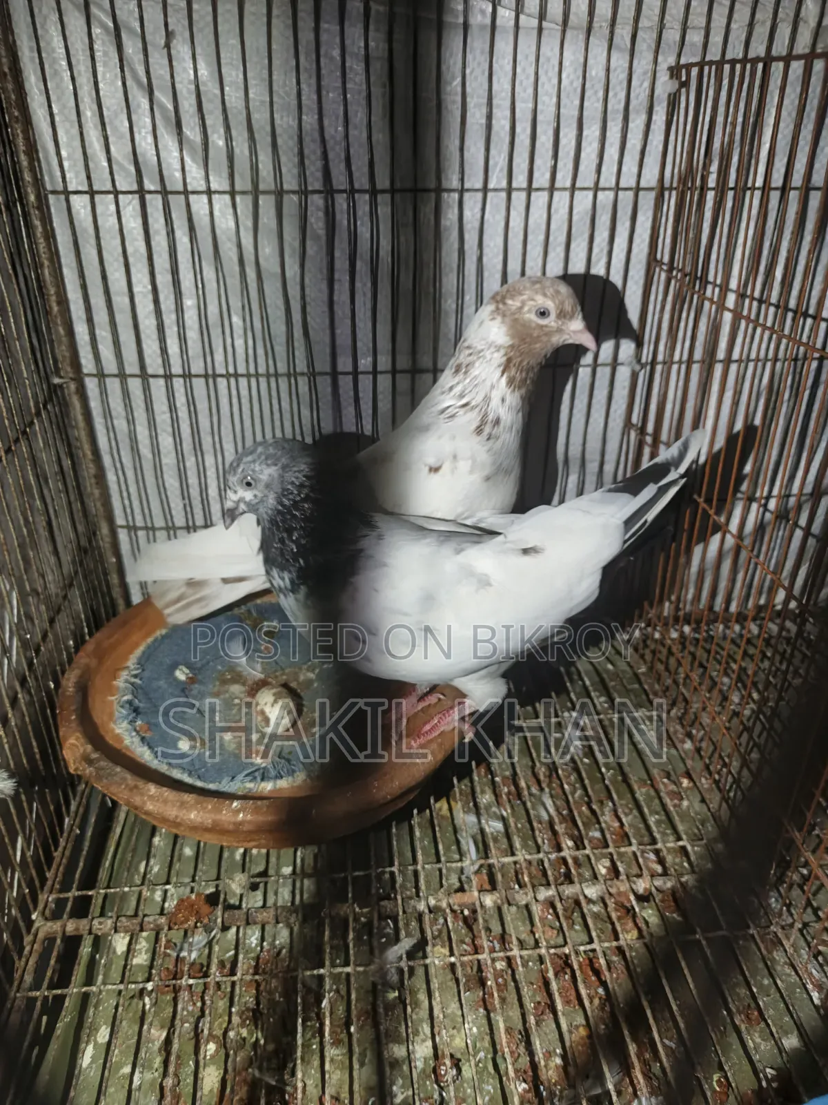 Pigeon for Sale