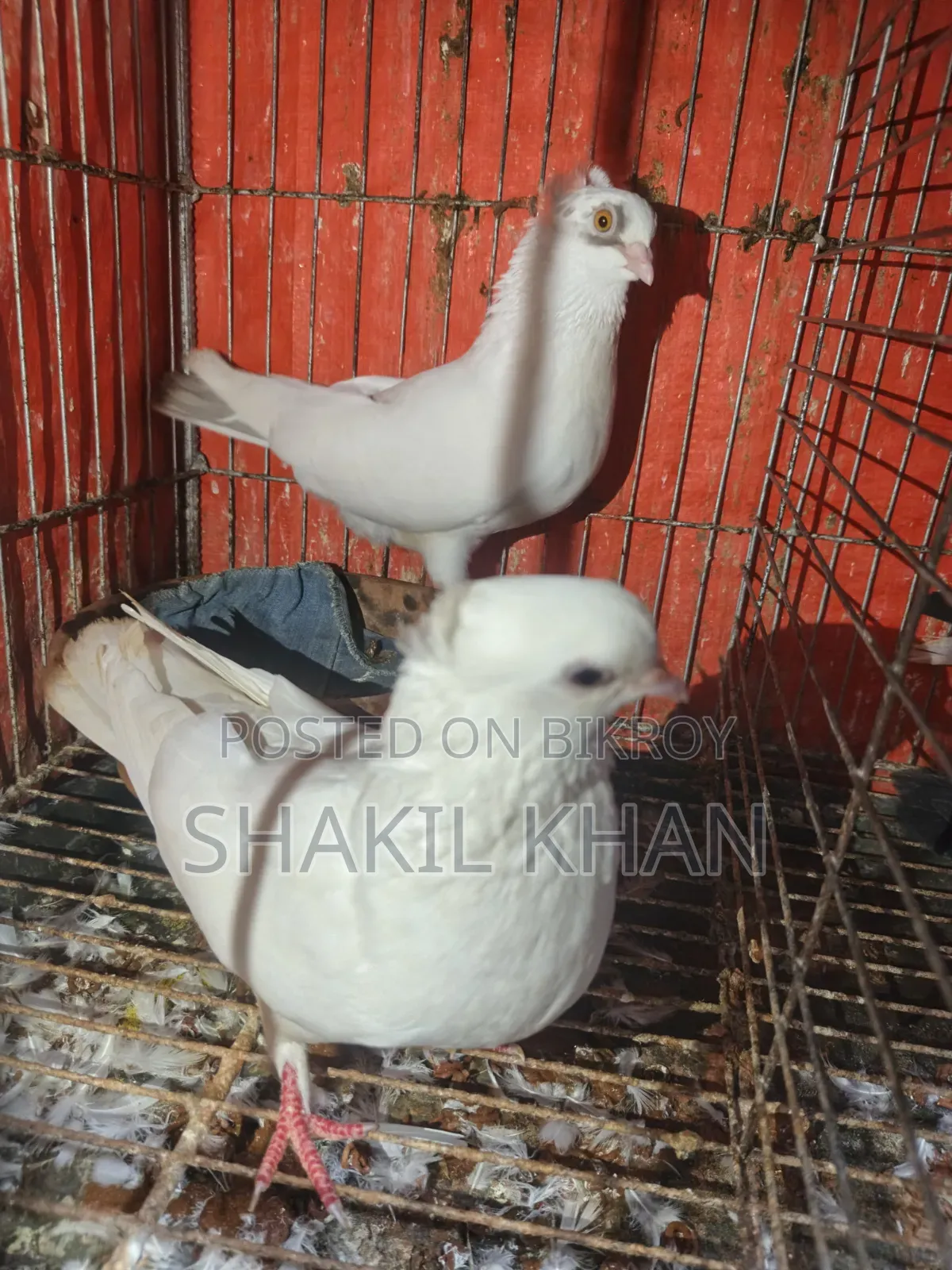 Pigeon for Sale