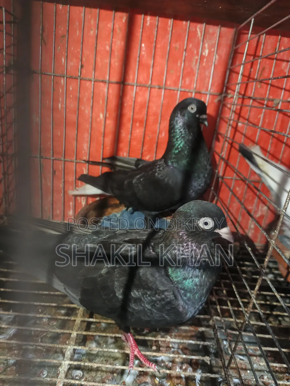 Pigeon for Sale