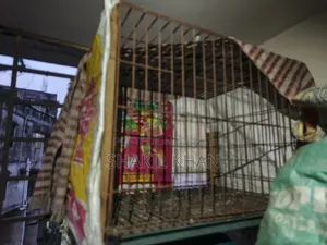 Pigeon for Sale