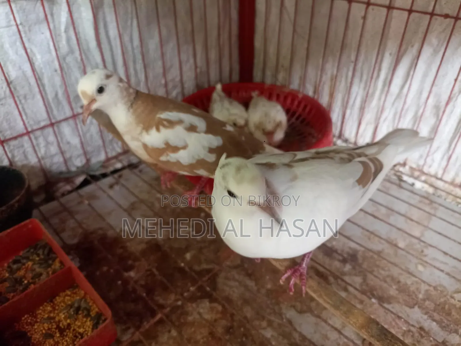 Running Australian Pied Dove Pair (Without Chicks)