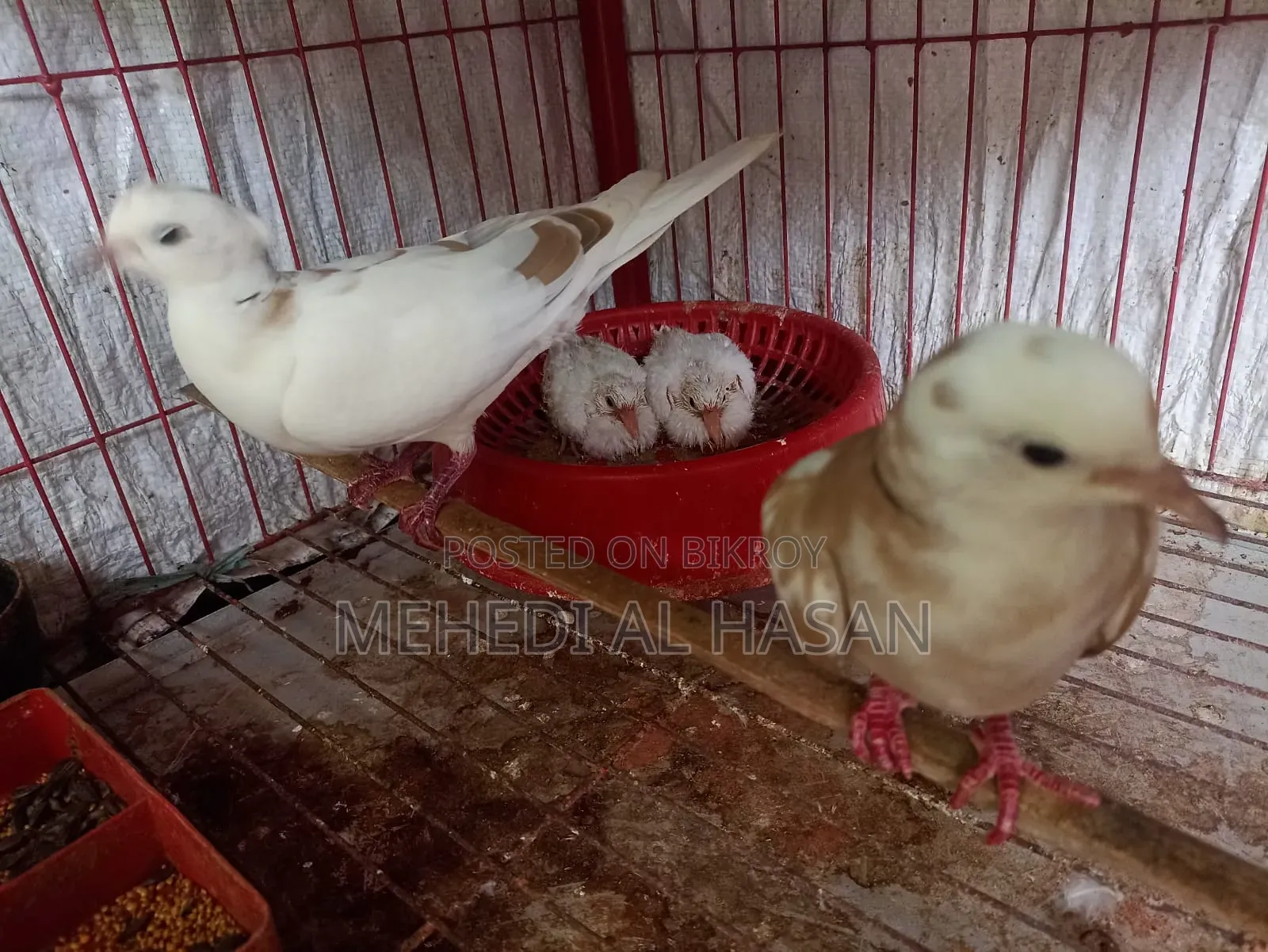 Running Australian Pied Dove Pair (Without Chicks)