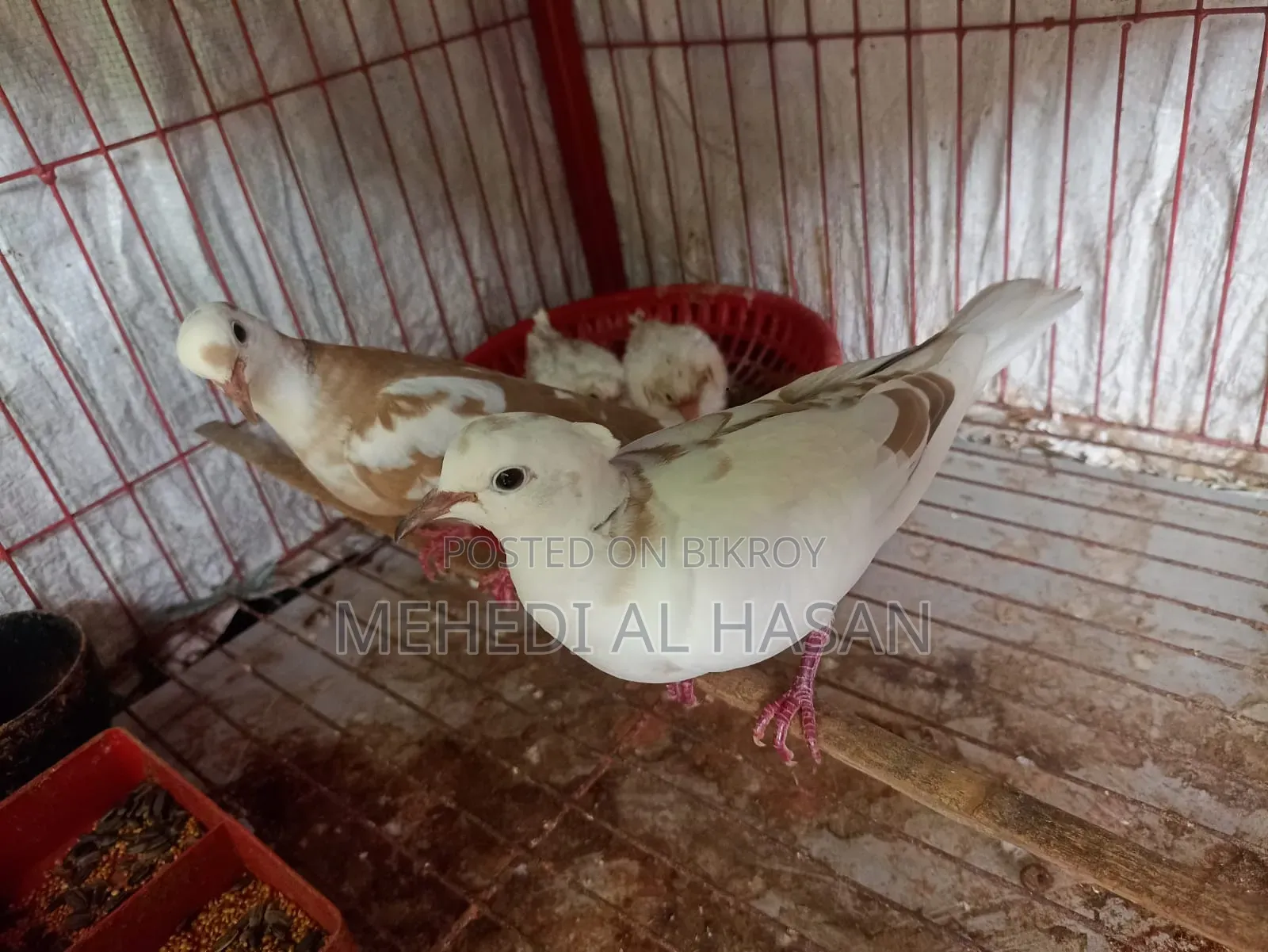 Running Australian Pied Dove Pair (Without Chicks)
