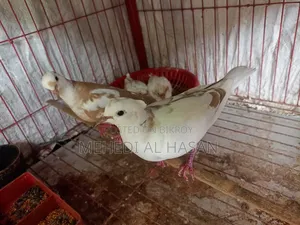 Running Australian Pied Dove Pair (Without Chicks)